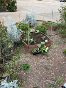 Potager dans un carré au sol