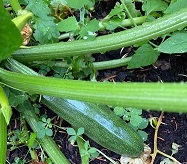 Potager au Petit Collège